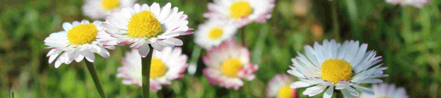 Gänseblümchen auf einer Frühlingswiese