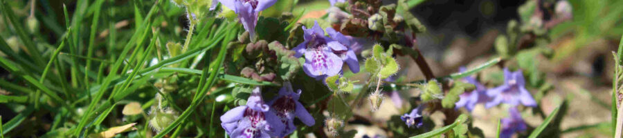 Gundermann mit blauen Blüten in einer Wiese